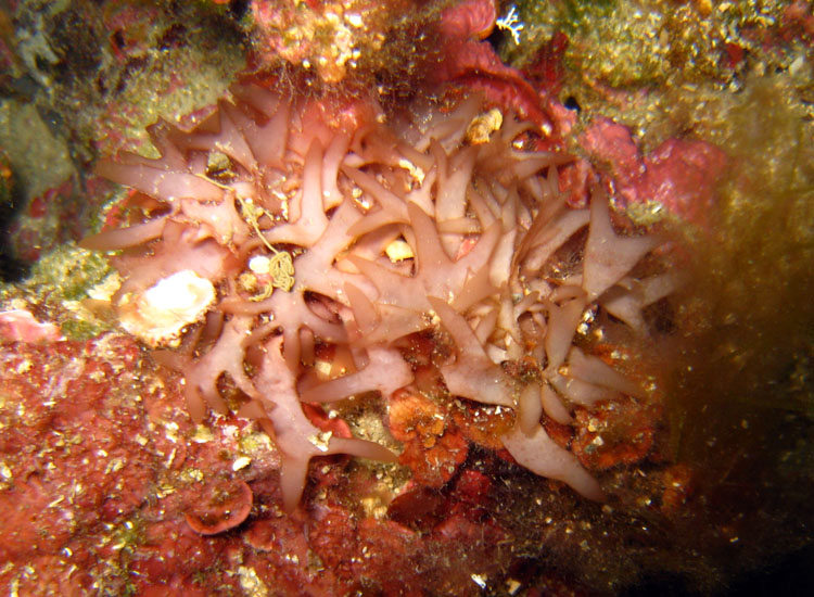 Gloiocladia repens